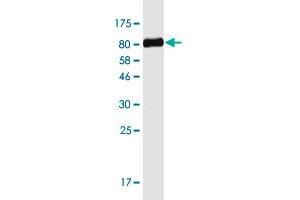Western Blot detection against Immunogen (78.