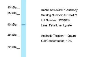 Western Blotting (WB) image for anti-Sulfatase Modifying Factor 1 (SUMF1) (C-Term) antibody (ABIN2789755) (SUMF1 antibody  (C-Term))