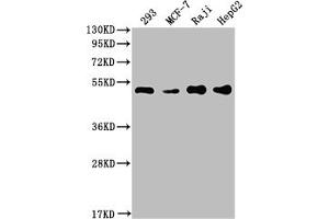 Western Blot Positive WB detected in: 293 whole cell lysate, MCF-7 whole cell lysate, Raji whole cell lysate, HepG2 whole cell lysate All lanes: PABPN1 antibody at 1:2000 Secondary Goat polyclonal to rabbit IgG at 1/50000 dilution Predicted band size: 33, 32, 38 kDa Observed band size: 50 kDa (Recombinant PABPN1 antibody)