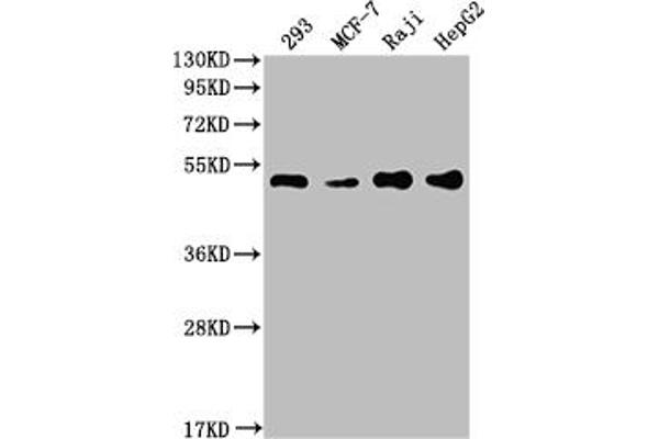 Recombinant PABPN1 antibody
