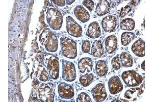 IHC-P Image MVP/LRP antibody detects MVP/LRP protein at cytosol on mouse colon by immunohistochemical analysis. (MVP antibody)