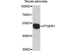 Western blot analysis of extracts of mouse pancreas, using PTGER1 antibody (ABIN5998624) at 1/1000 dilution.