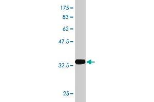 Western Blot detection against Immunogen (36.