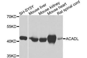 Western blot analysis of extracts of various cell lines, using ACADL antibody. (ACADL antibody  (AA 31-210))