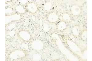 ABIN6264566 and ABIN6279733 at 1/100 staining human normal kidney tissue by IHC-P.