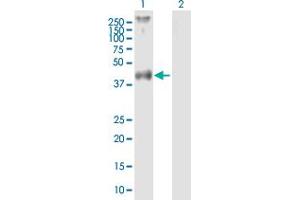 Western Blot analysis of F2R expression in transfected 293T cell line by F2R MaxPab polyclonal antibody. (PAR1 antibody  (AA 1-425))