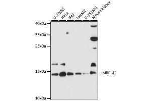 Western blot analysis of extracts of various cell lines, using MRPL42 antibody. (MRPL42 antibody  (AA 1-142))