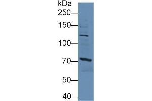 Western Blot; Sample: Mouse Liver lysate; Primary Ab: 3µg/ml Rabbit Anti-Human SSFA2 Antibody Second Ab: 0. (SSFA2 antibody  (AA 276-510))