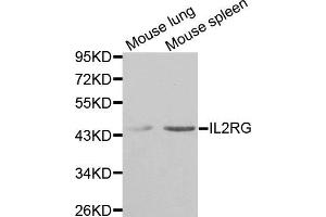 Western blot analysis of extracts of mouse lung and mouse spleen tissues, using IL2RG antibody. (IL2RG antibody)