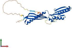 AlphaFold protein structure predicition of Mouse Recombinant Irak1bp1 Protein, UniprotID Q9ESJ7