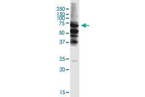 Western Blotting (WB) image for anti-Double-stranded RNA-binding protein Staufen homolog 2 (STAU2) (AA 2-90) antibody (ABIN565316)