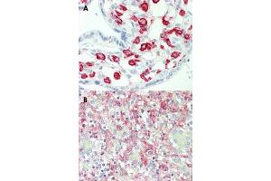 Immunohistochemical staining (Formalin-fixed paraffin-embedded sections) of human placenta (A) and human spleen (B) with FCGR2A monoclonal antibody, clone 13D7 . (FCGR2A antibody)