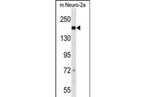 Mouse Dcc Antibody (C-term) (ABIN1536718 and ABIN2838237) western blot analysis in mouse Neuro-2a cell line lysates (35 μg/lane). (DCC antibody  (C-Term))