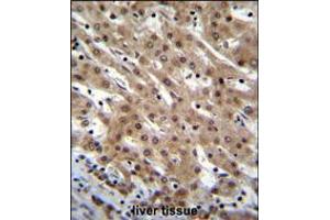 PNN Antibody immunohistochemistry analysis in formalin fixed and paraffin embedded human liver tissue followed by peroxidase conjugation of the secondary antibody and DAB staining. (PNN antibody  (AA 209-239))