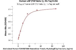 Immobilized Human LAP ( 1), His Tag (ABIN4949122,ABIN4949123) at 2 μg/mL (100 μL/well) can bind Biotinylated Human ITGAV&ITGB6 Heterodimer Protein, His,Avitag&Tag Free (ABIN5674599,ABIN6253672) with a linear range of 0. (Leucine Peptidase (AA 30-278) protein (His tag))