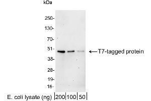 anti-T7-Tag antibody (HRP)