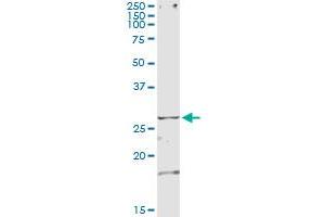 Immunoprecipitation of TSSK3 transfected lysate using anti-TSSK3 monoclonal antibody and Protein A Magnetic Bead , and immunoblotted with TSSK3 MaxPab rabbit polyclonal antibody. (TSSK3 antibody  (AA 1-268))