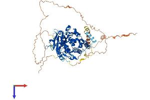 AVL9 Homolog (AVL9) (AA 1-649) protein (His tag)