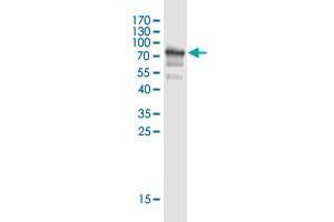 Western Blot detection against Immunogen (75. (SPZ1 antibody  (AA 1-430))
