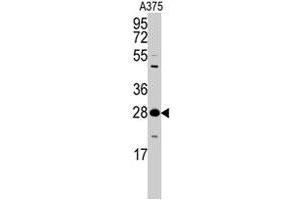 Western blot analysis of YWHAZ polyclonal antibody  in A-375 cell lysate (35 ug/lane). (14-3-3 zeta antibody  (Thr232))