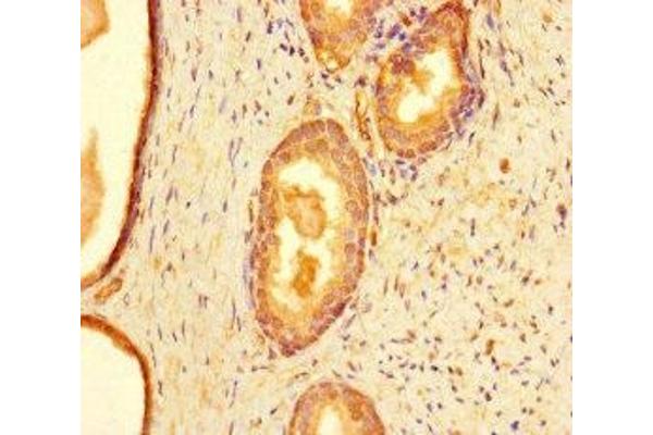 Cyclin O antibody  (AA 1-257)