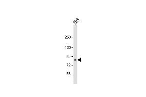 Anti-TARSL2 Antibody (Center) at 1:1000 dilution + 293 whole cell lysate Lysates/proteins at 20 μg per lane. (TARSL2 antibody  (AA 380-408))