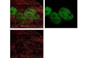 Immunofluorescence (IF) image for Goat anti-Mouse IgG (Heavy & Light Chain) antibody (Atto 425) - Preadsorbed (ABIN964953) (Goat anti-Mouse IgG (Heavy & Light Chain) Antibody (Atto 425) - Preadsorbed)