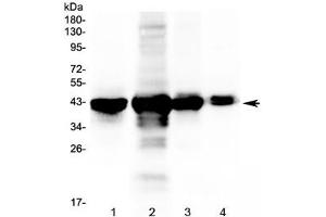 Western blot testing of 1) rat liver, 2) mouse liver, 3) mouse lung and 4) mouse testis tissue lysate with PON1 antibody at 0.