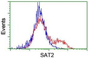 HEK293T cells transfected with either RC204044 overexpress plasmid (Red) or empty vector control plasmid (Blue) were immunostained by anti-SAT2 antibody (ABIN2455748), and then analyzed by flow cytometry. (SAT2 antibody)