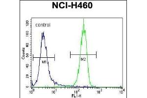 STK11 (LKB1) Antibody (N-term V34) (ABIN391352 and ABIN2841373) flow cytometric analysis of NCI- cells (right histogram) compared to a negative control cell (left histogram).