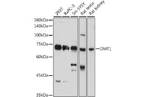 Western blot analysis of extracts of various cell lines, using DMT1 Rabbit pAb (ABIN6129471, ABIN6147839, ABIN6147840 and ABIN6214400) at 1:1000 dilution. (SLC11A2 antibody  (AA 1-100))