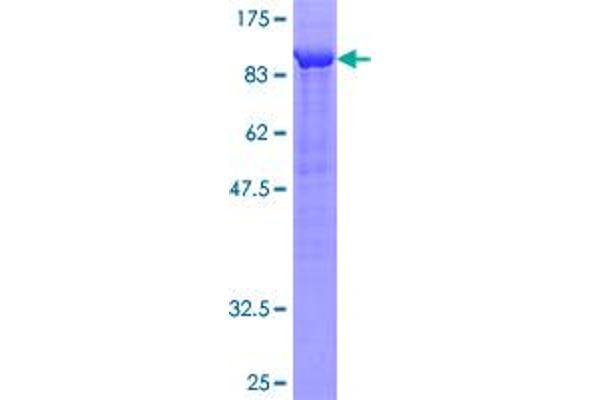 APLP2 Protein (AA 1-522) (GST tag)