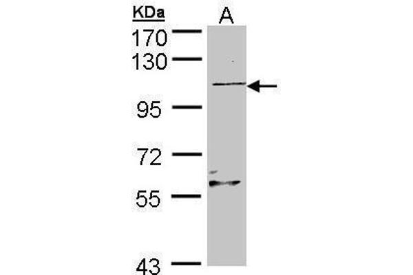 RGL2 antibody