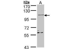 WB Image Sample (30 ug of whole cell lysate) A: Raji , 7. (RGL2 antibody)
