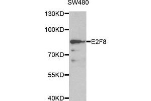 Western blot analysis of extracts of SW480 cell line, using E2F8 antibody. (E2F8 antibody  (AA 1-240))