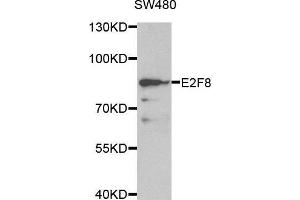 Western blot analysis of extracts of SW480 cell line, using E2F8 antibody. (E2F8 antibody  (AA 1-240))