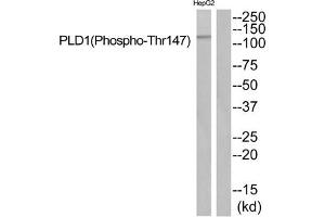 Western blot analysis of extracts from HepG2 cells using PLD1 (Phospho-Thr147) Antibody. (PLD1 antibody  (pThr147))