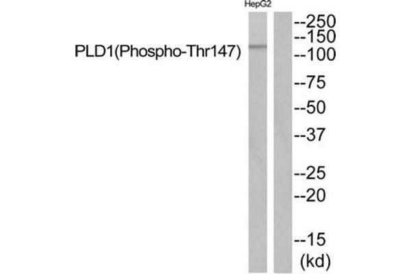 PLD1 antibody  (pThr147)