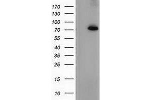 Image no. 1 for anti-Peptidylprolyl Isomerase Domain and WD Repeat Containing 1 (PPWD1) antibody (ABIN1500396) (PPWD1 antibody)