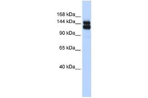Western Blotting (WB) image for anti-Tripartite Motif Containing 33 (TRIM33) antibody (ABIN2458369)