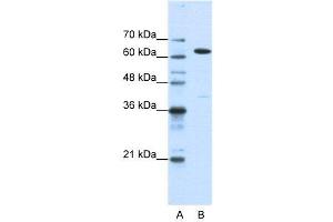 WB Suggested Anti-NXF1  Antibody Titration: 1. (NXF1 antibody  (N-Term))