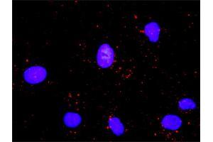 Proximity Ligation Analysis of protein-protein interactions between CDC6 and PCNA. (CDC6 antibody  (AA 1-560))