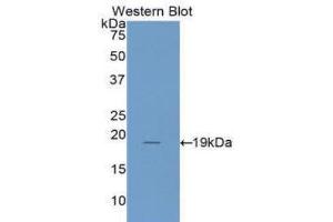 Western Blotting (WB) image for anti-Interleukin 1 Receptor Antagonist (IL1RN) (AA 26-177) antibody (ABIN1078222)