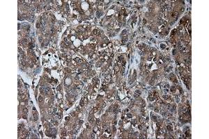 Immunohistochemical staining of paraffin-embedded pancreas tissue using anti-NME4 mouse monoclonal antibody.