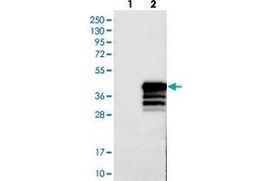Western blot analysis of Lane 1: Negative control (vector only transfected HEK293T lysate), Lane 2: Over-expression Lysate (Co-expressed with a C-terminal myc-DDK tag (~3. (Nkx2-2 antibody)
