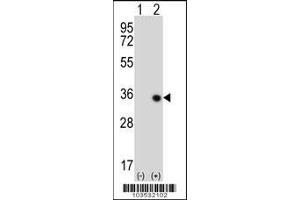 Western blot analysis of STK16 using rabbit polyclonal STK16 Antibody (M272) using 293 cell lysates (2 ug/lane) either nontransfected (Lane 1) or transiently transfected (Lane 2) with the STK16 gene. (STK16 antibody  (C-Term))