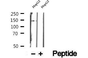 Western blot analysis of extracts of HepG2 cells, using DHX38 antibody. (DHX38 antibody  (C-Term))