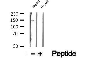 DHX38 antibody  (C-Term)