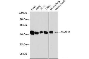 Western blot analysis of extracts of various cell lines using MAPK12 Polyclonal Antibody at dilution of 1:10000. (MAPK12 antibody)