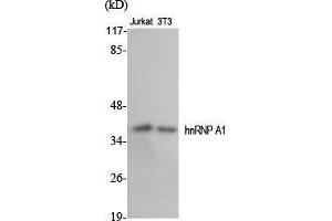 Western Blot (WB) analysis of specific cells using hnRNP A1 Polyclonal Antibody. (HNRNPA1 antibody  (Internal Region))